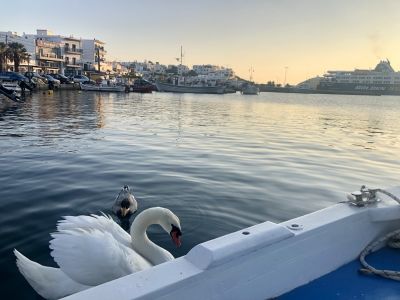 Rent a Car Andros Gavrio Port